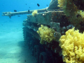   42 Duster easy wreck 56 deep. Nice luminosity. 5-6 deep luminosity  